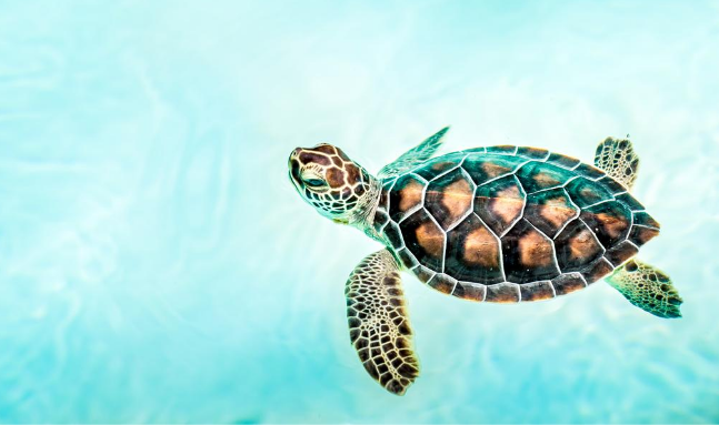 Straws Hd Transparent, Straw Turtle In The Ocean, Turtle, Ocean, Straw PNG  Image For Free Download