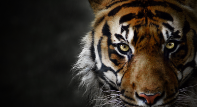 As Unique As You Are: Which BEAST Suits Your Personality?