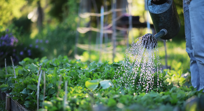Keep Your Garden Alive This Winter with Cold Frames